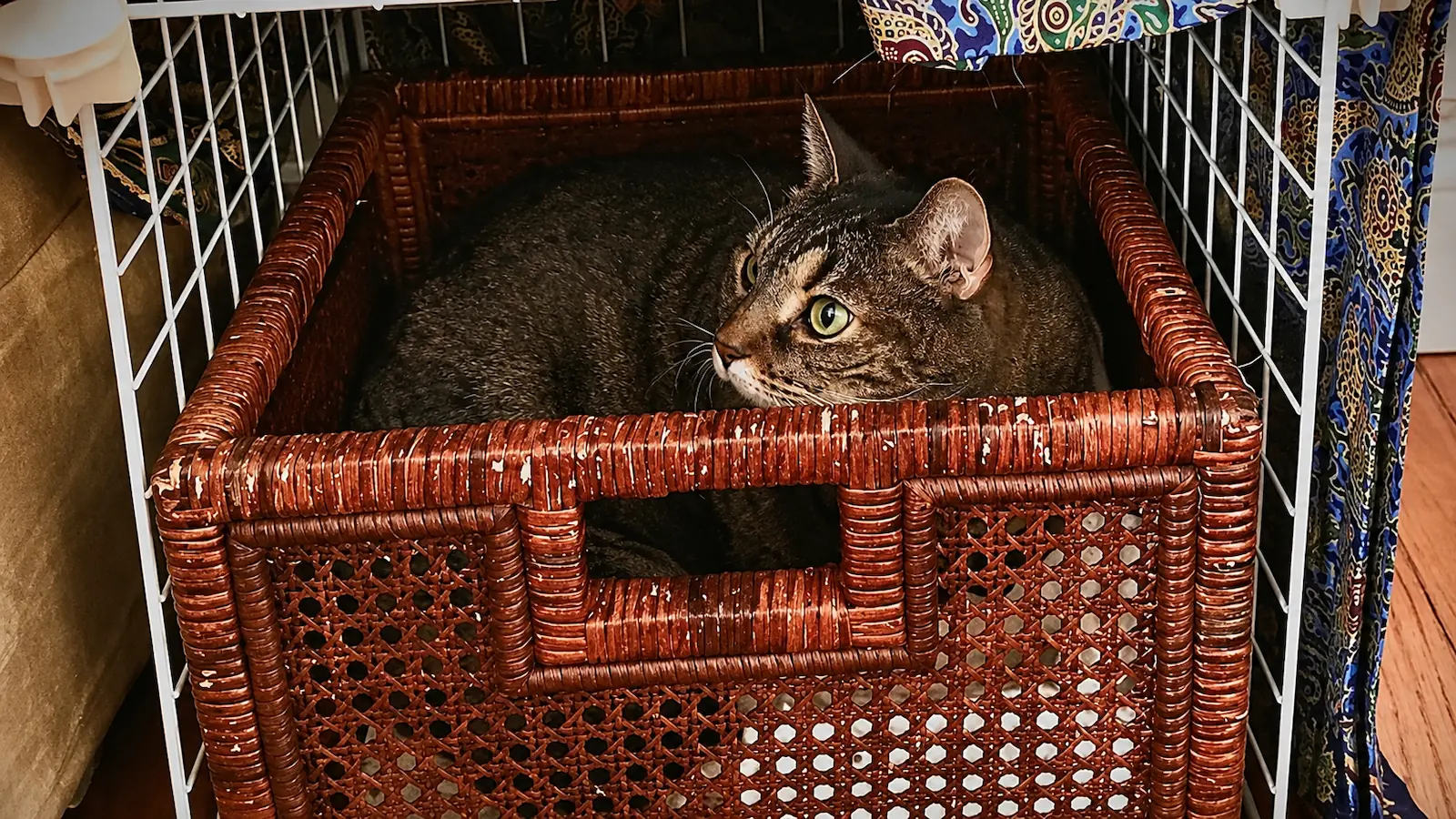Adopting a Cat This June? Set Up Your Home With the Five Pillars of a Healthy Feline Environment