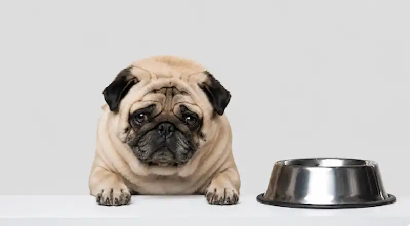8 Signs Pet Parents Think Are Normal That Actually Aren’t