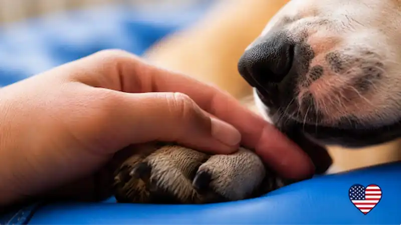 A U.S. Vet’s Perspective on Euthanasia