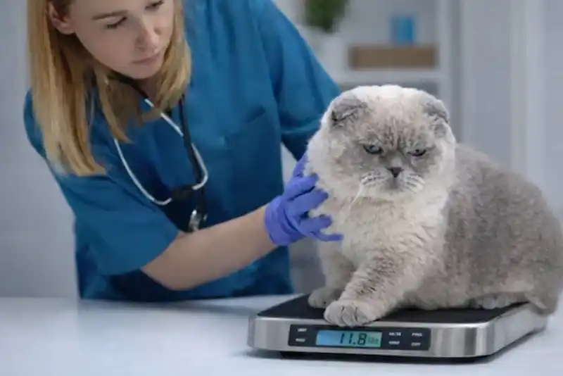 Why Preventive Care Matters More Than Most Pet Owners Realize: Debunking Common Vet Care Myths