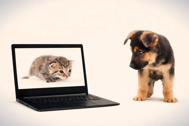 Top 5 Online Vet Alternatives (2026 Guide)